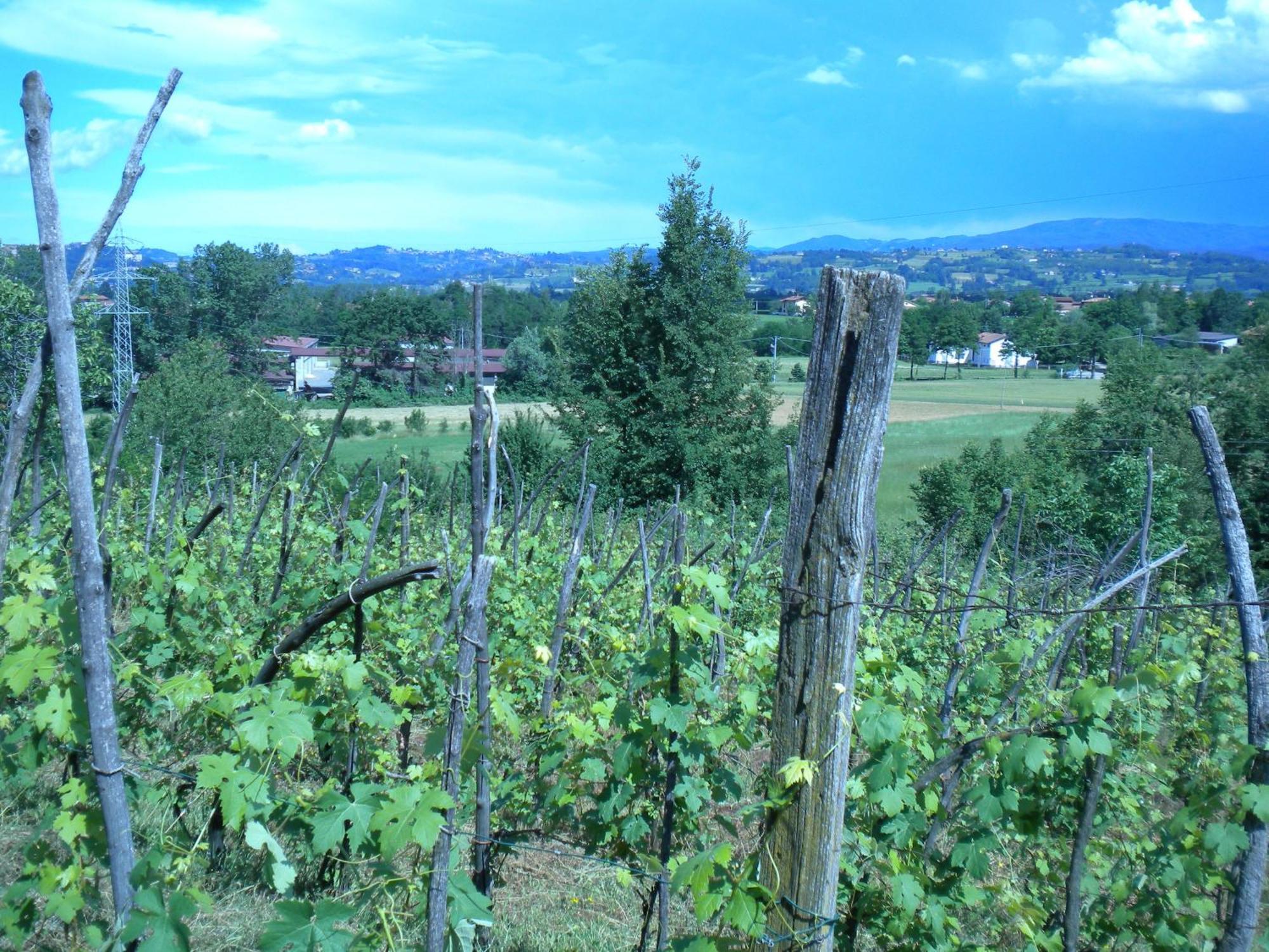 Agriturismo La Dimora Del Contadino มอนโดวี ภายนอก รูปภาพ
